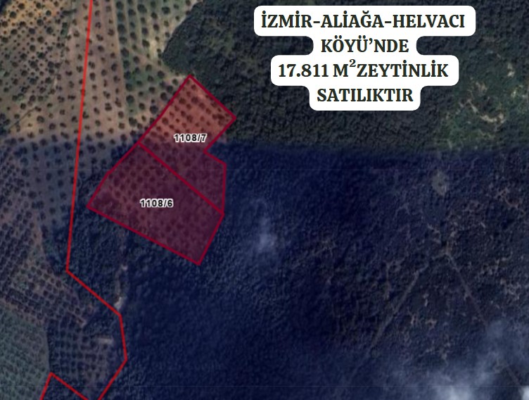 Foça Ilıpınar köyüne 3 km,Anayola yakın zeytinlik - İZMİR ALİAĞA fotoğraf 3